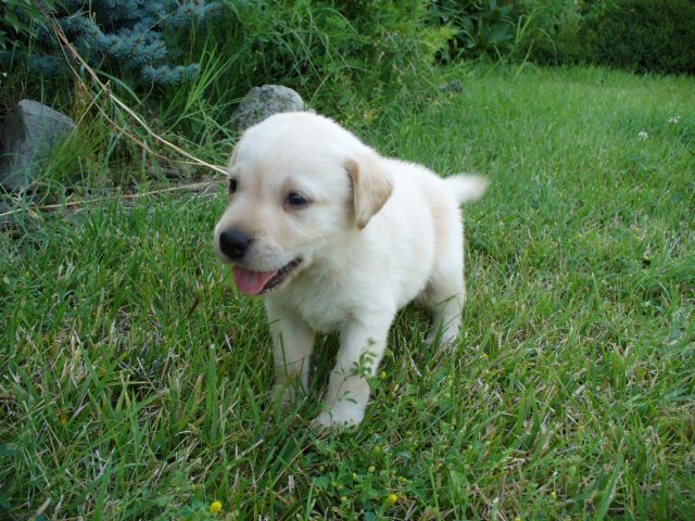 un cucciolo di cane